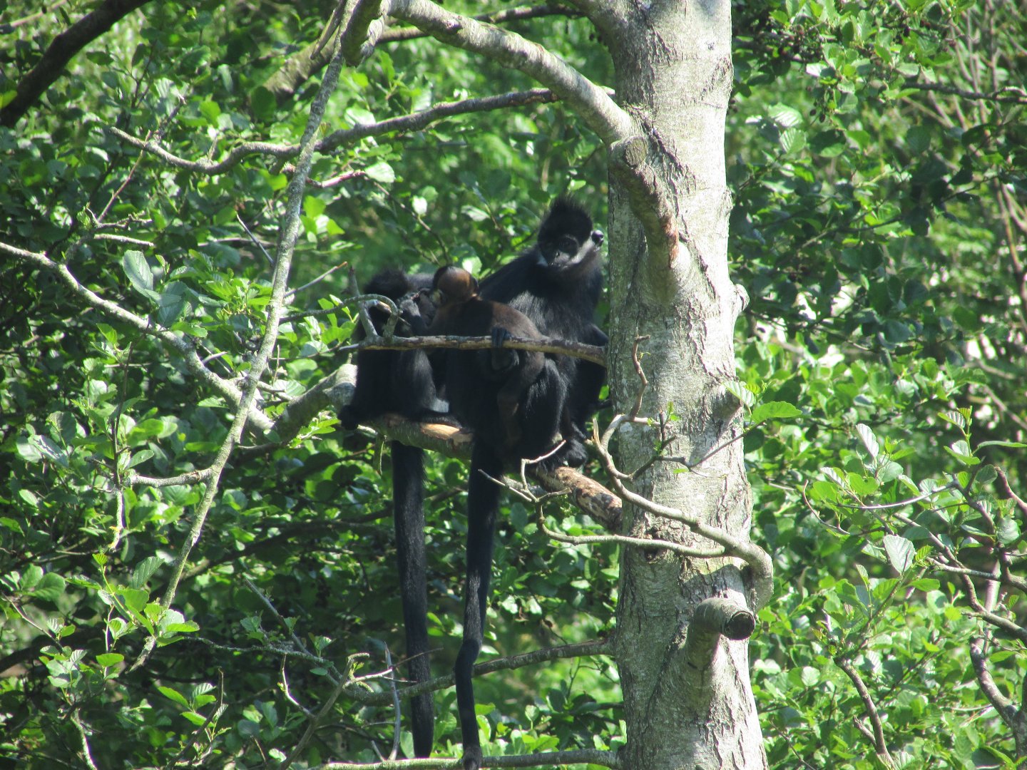 Fota Wildlife Park - François' langurs