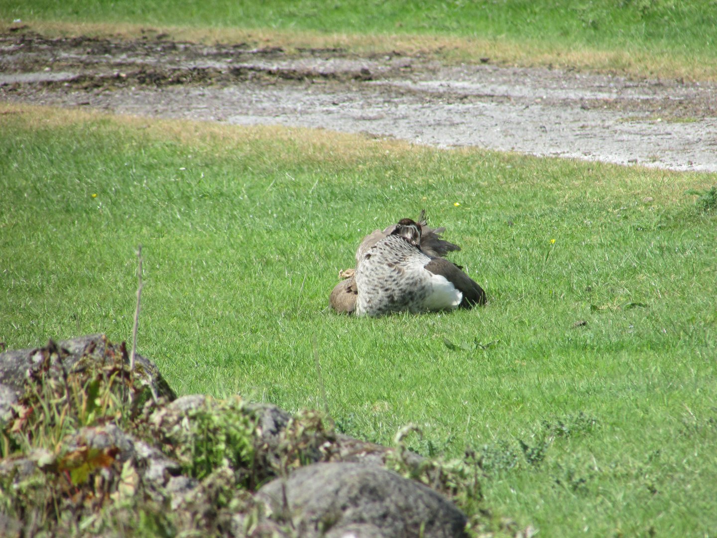 Fota Wildlife Park - Free-roaming blue peahen