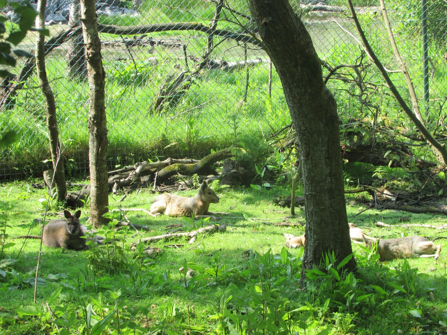 Fota Wildlife Park - Free-roaming cavies and wallabies