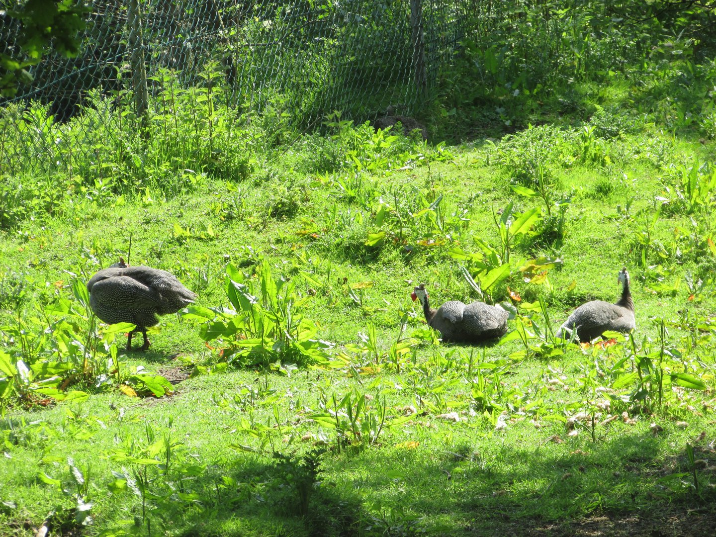 Fota Wildlife Park - Free-roaming helmeted guineafowl