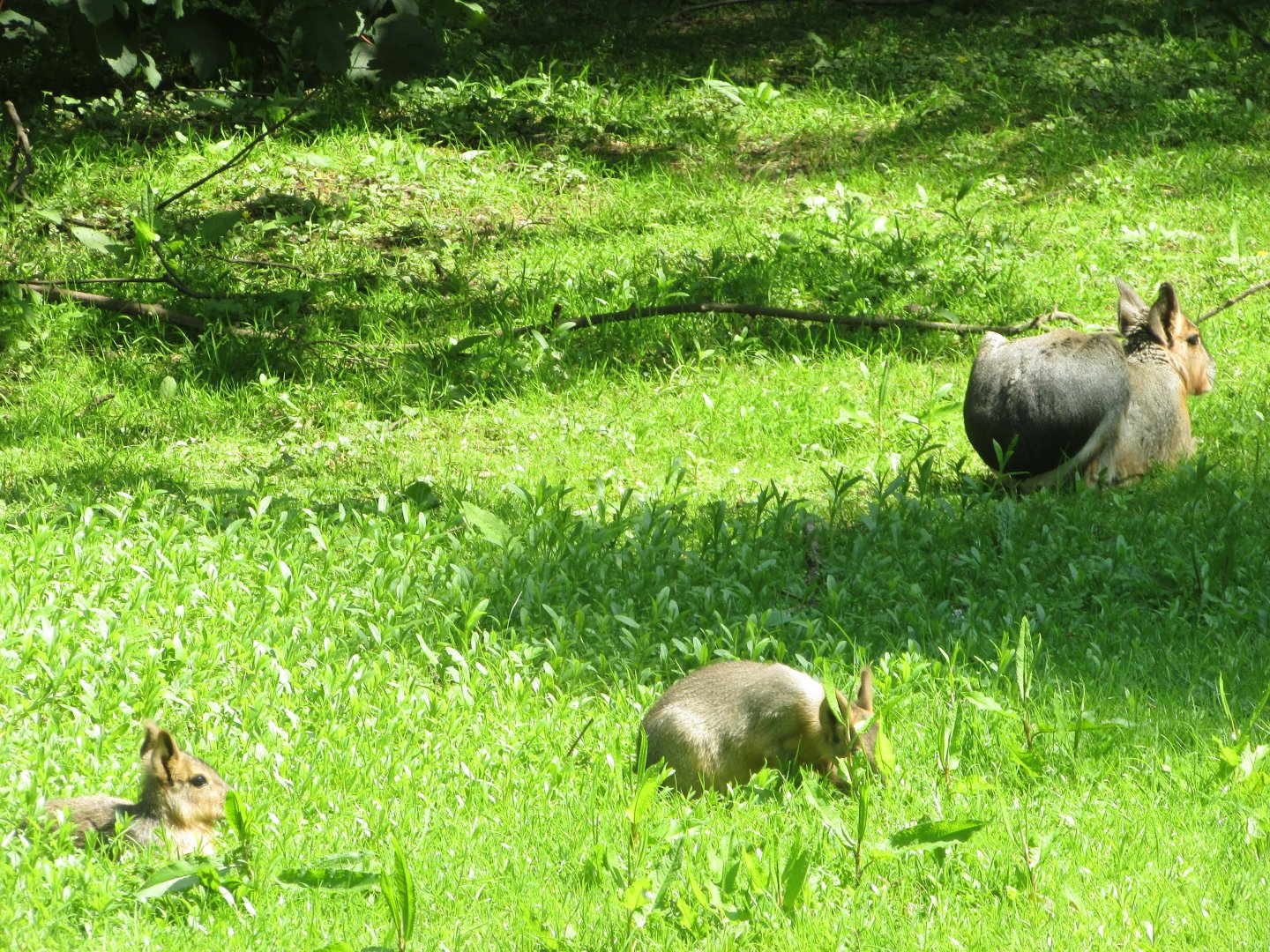 Fota Wildlife Park - Free-roaming Patagonian cavies
