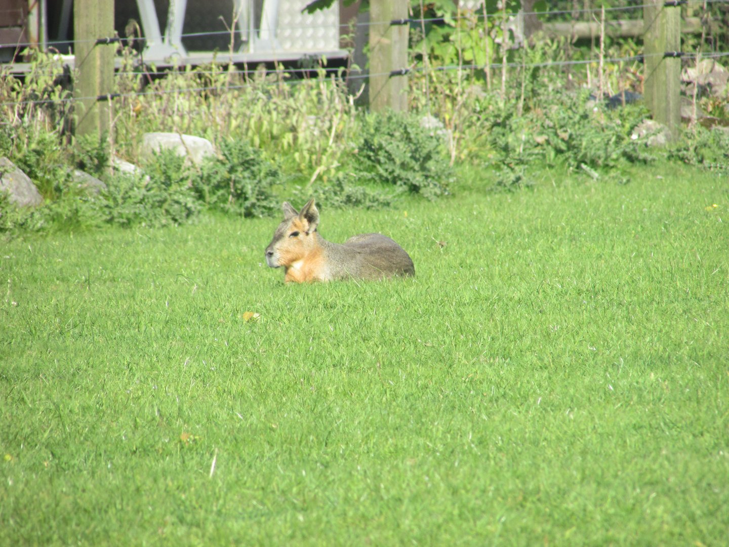 Fota Wildlife Park - Free-roaming Patagonian cavy