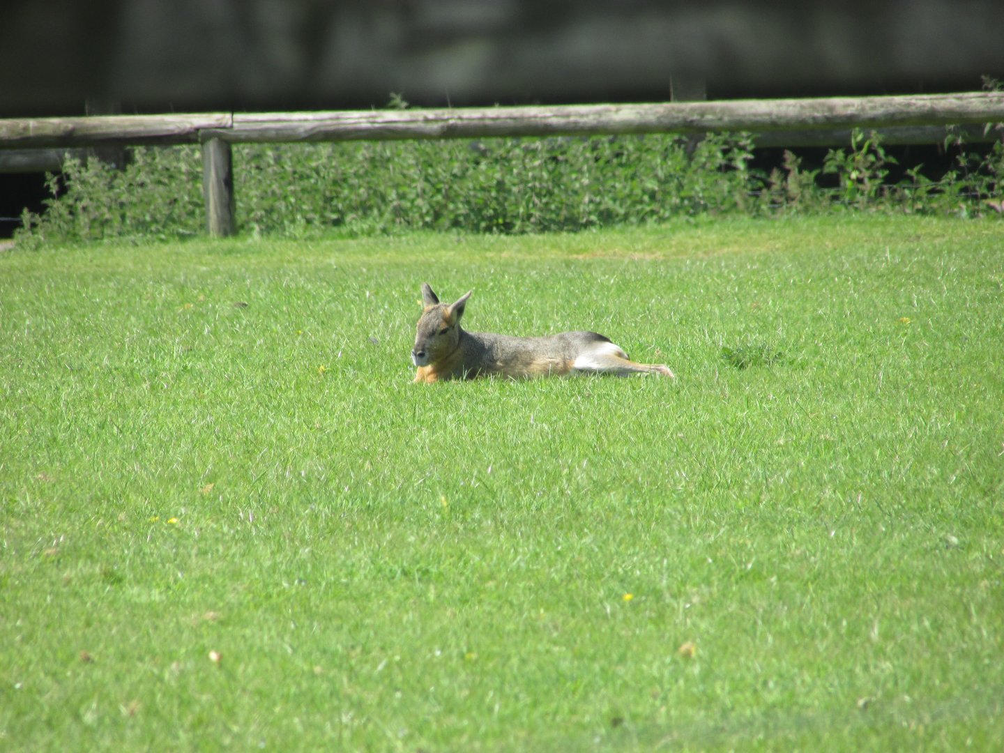 Fota Wildlife Park - Free-roaming Patanogian cavy