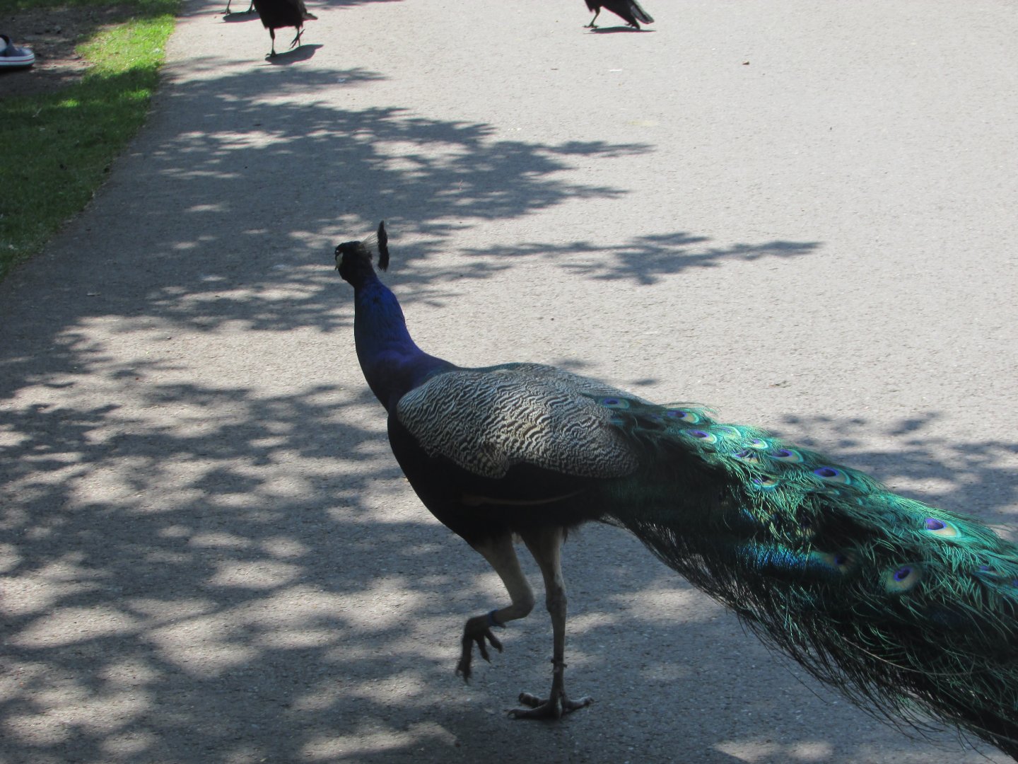 Fota Wildlife Park - Free-roaming peacock