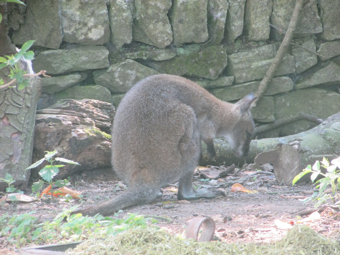 Fota Wildlife Park - Free-roaming red-necked wallaby