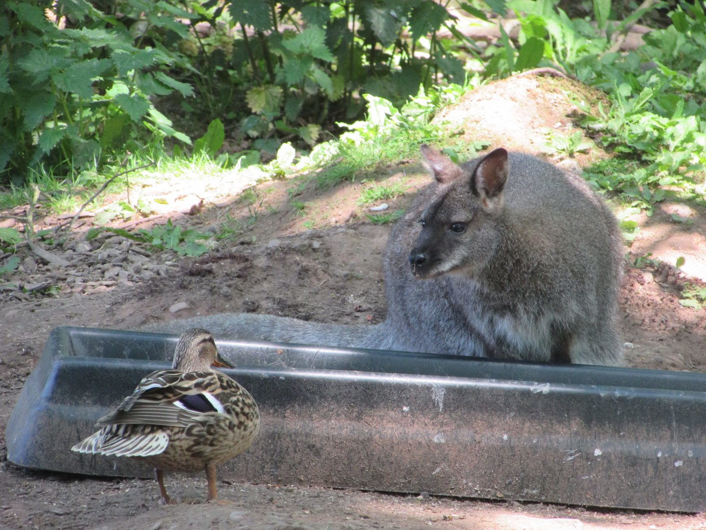 Fota Wildlife Park - Free-roaming wallaby and wild mallard hen