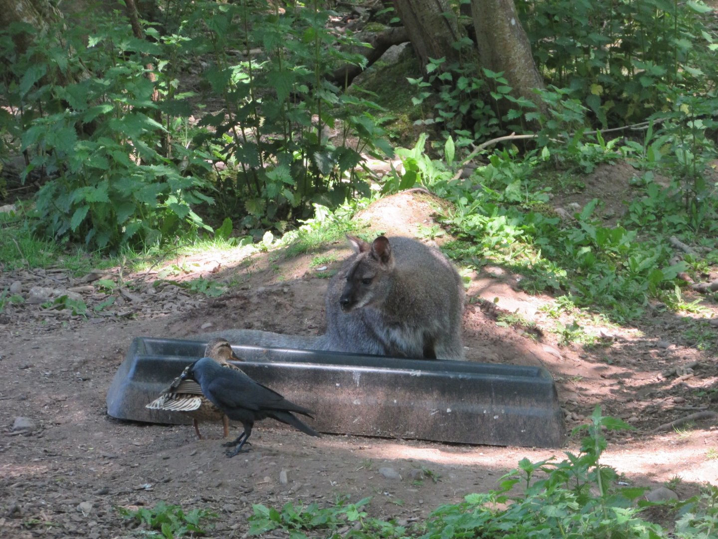 Fota Wildlife Park - Free-roaming wallaby, wild Western jackdaw and wild mallard hen