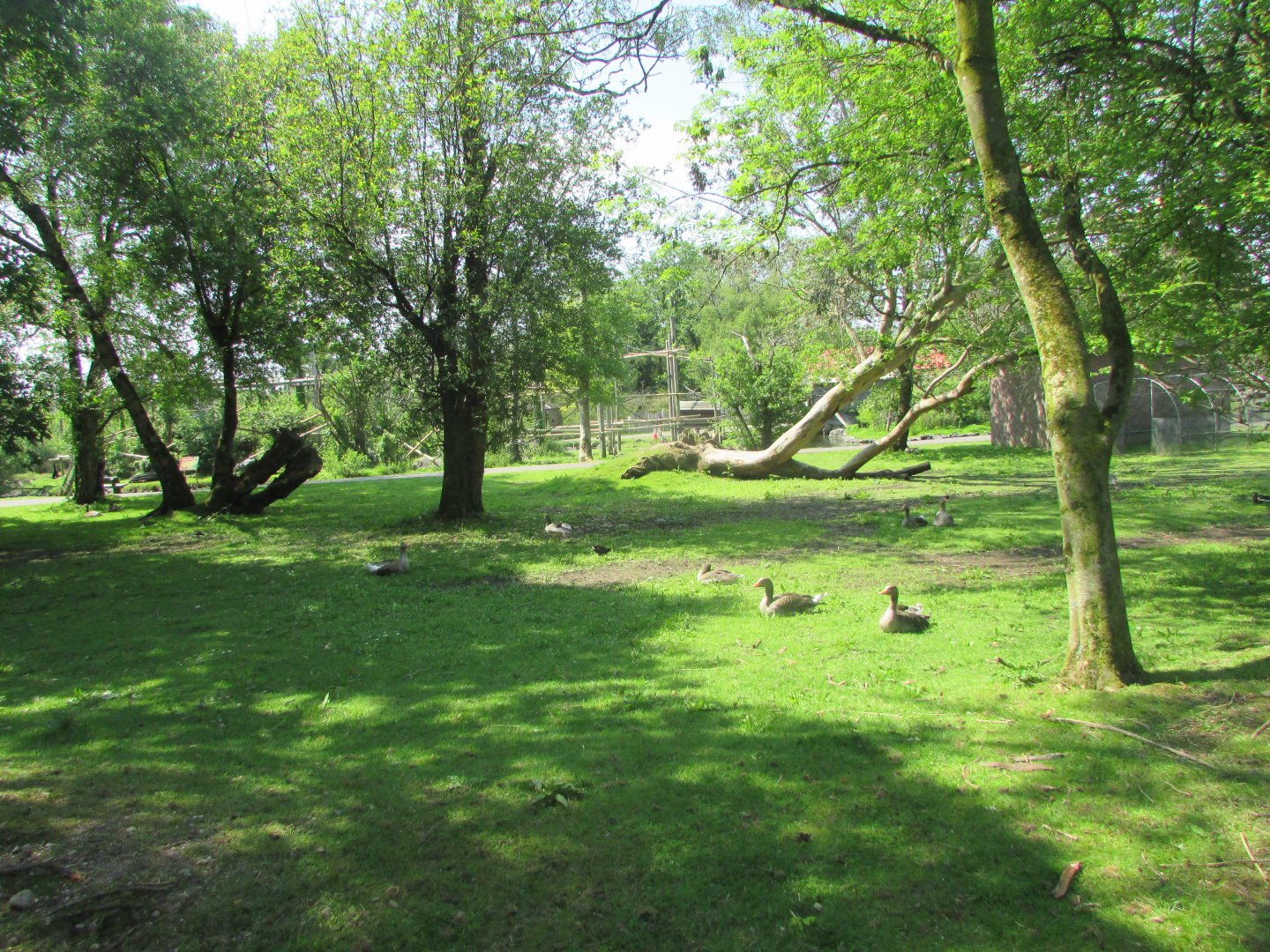 Fota Wildlife Park - Geese