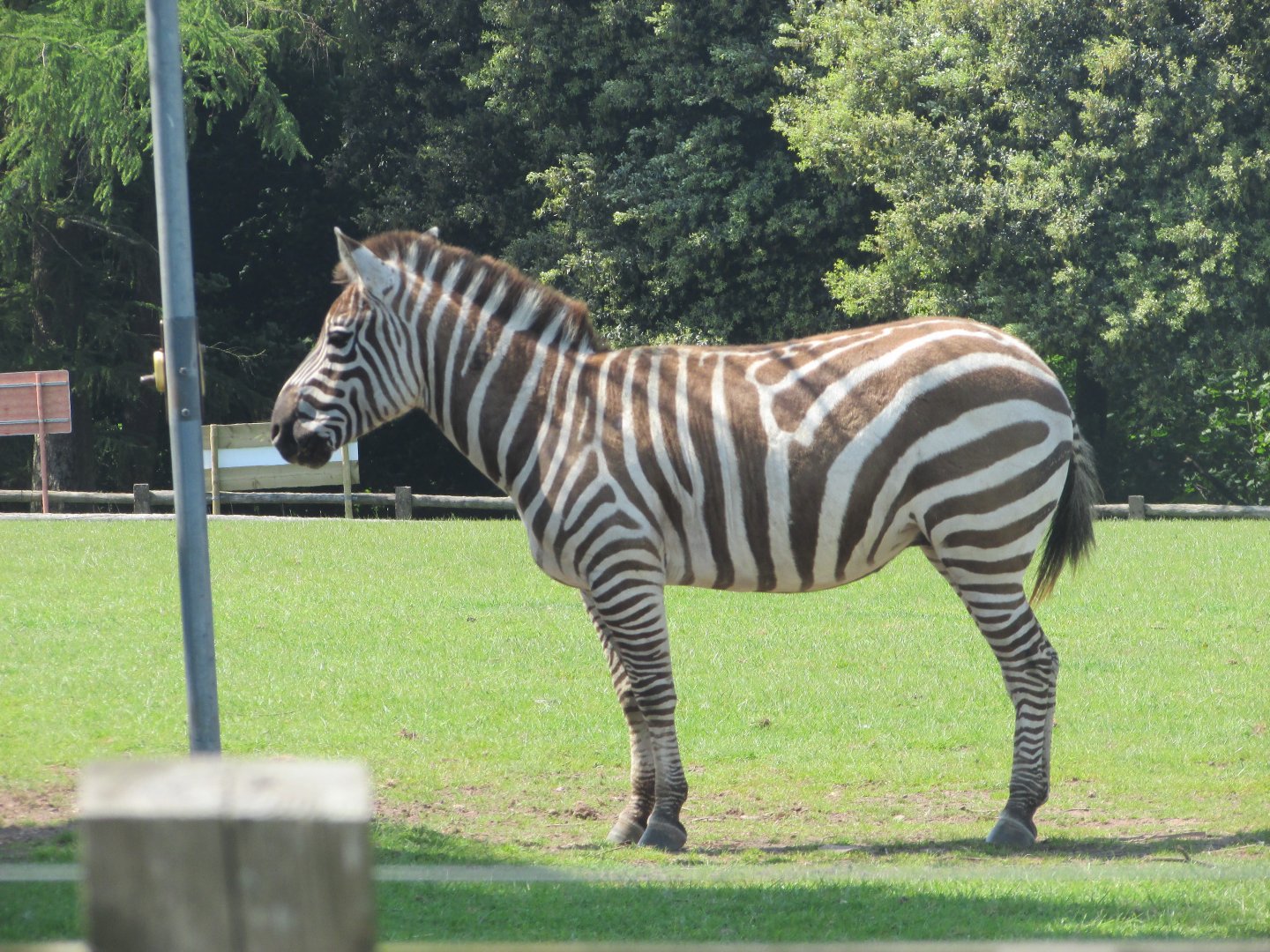 Fota Wildlife Park - Grant's zebra