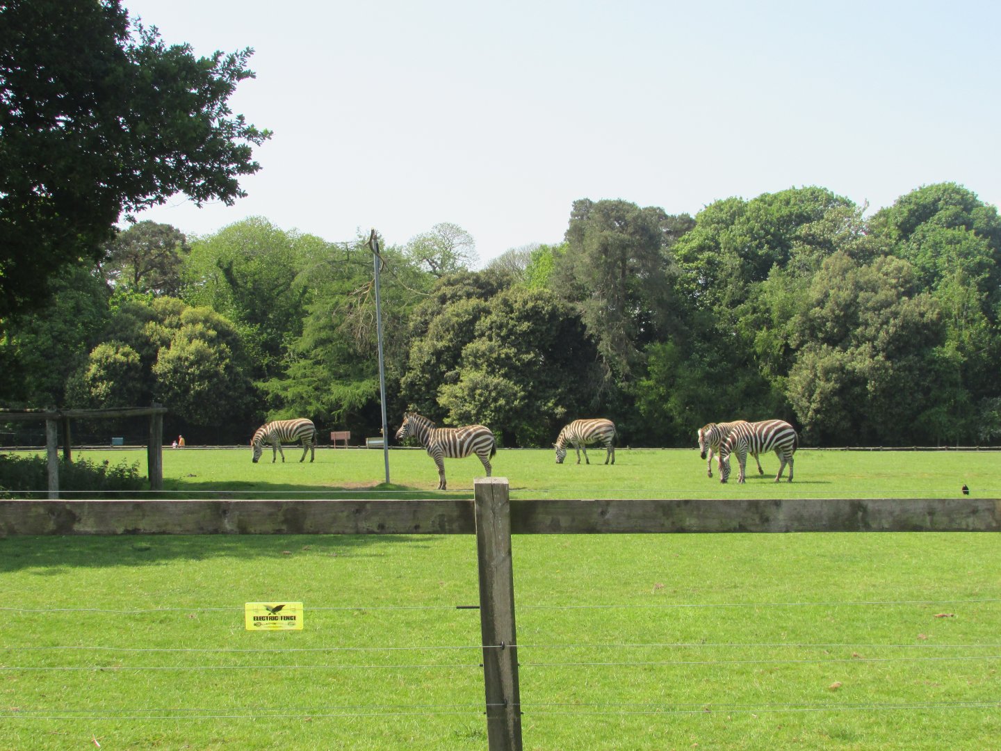 Fota Wildlife Park - Grant's zebras