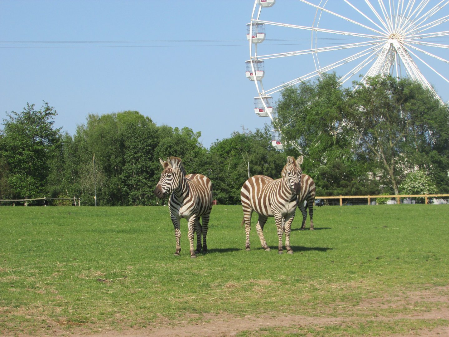 Fota Wildlife Park - Grant's zebras