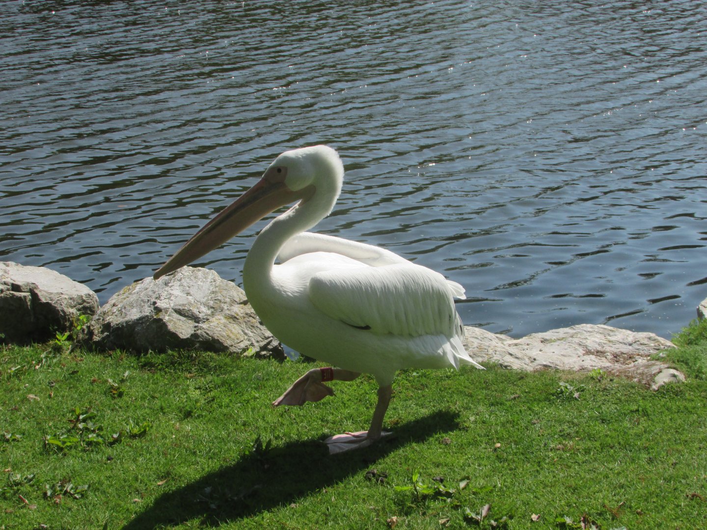 Fota Wildlife Park - Great white pelican