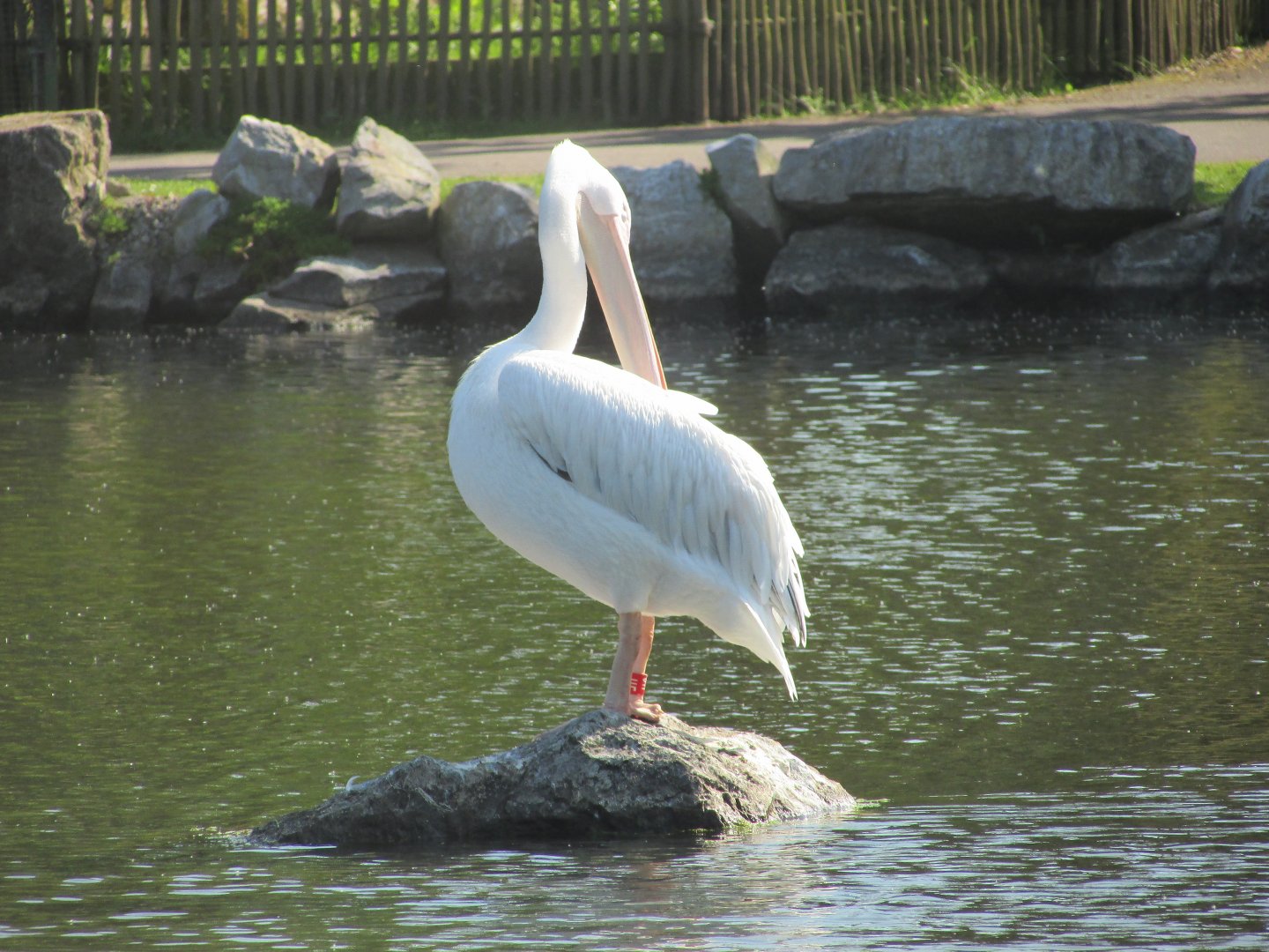 Fota Wildlife Park - Great white pelican
