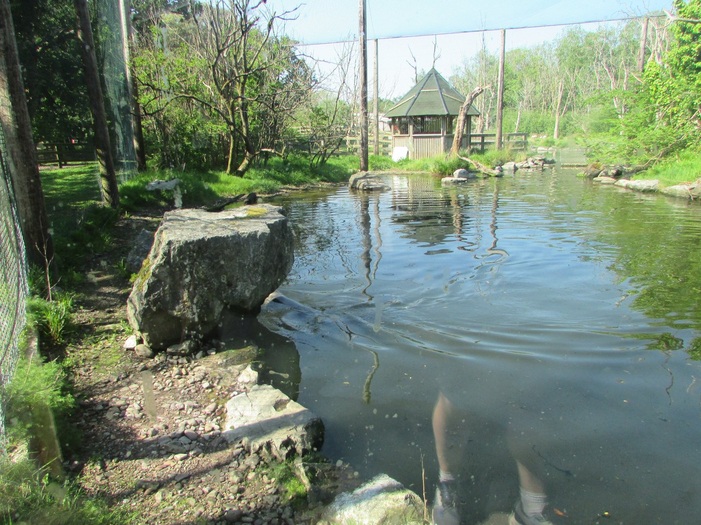 Fota Wildlife Park - Grey seal