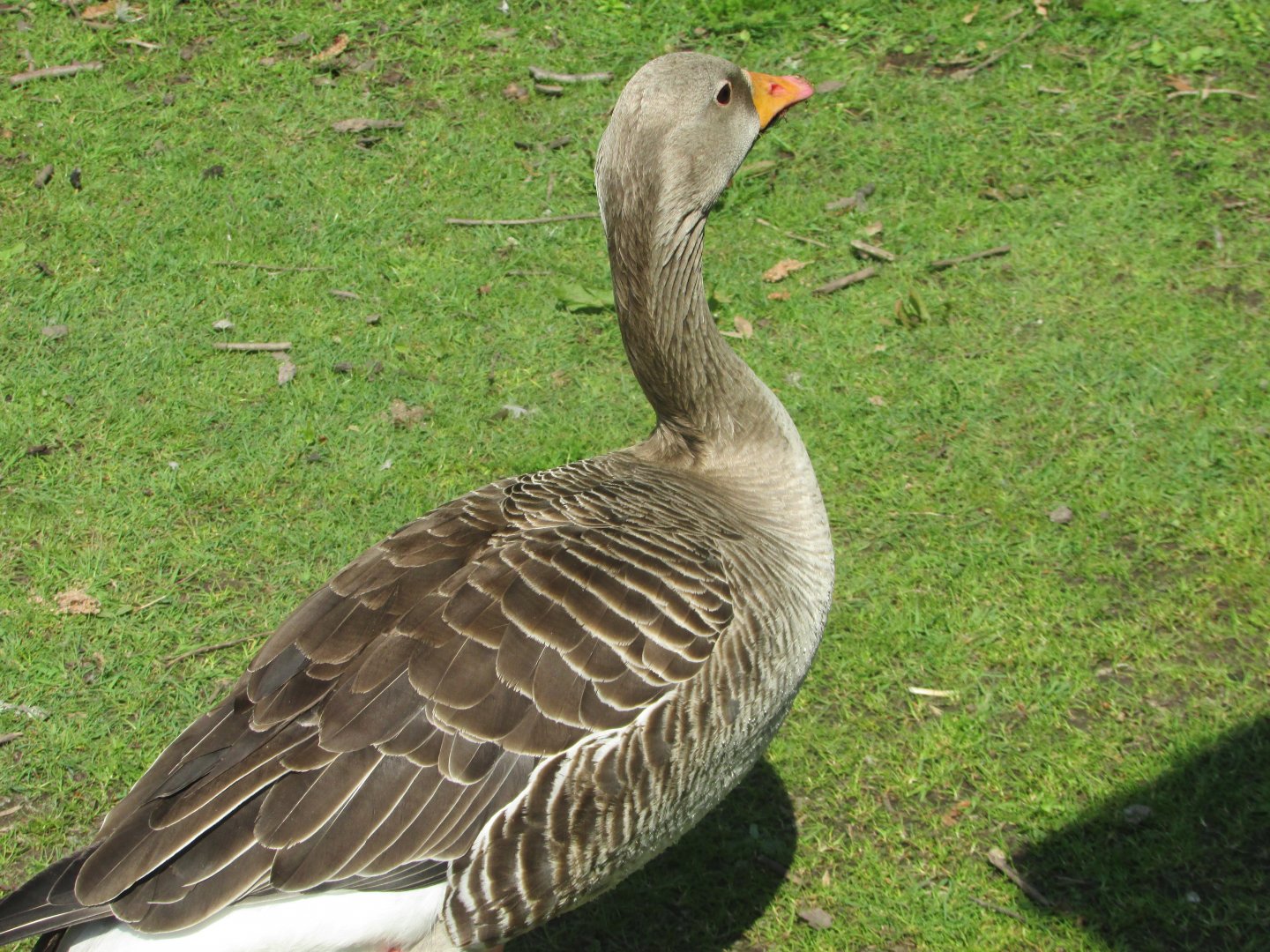 Fota Wildlife Park - Greylag goose