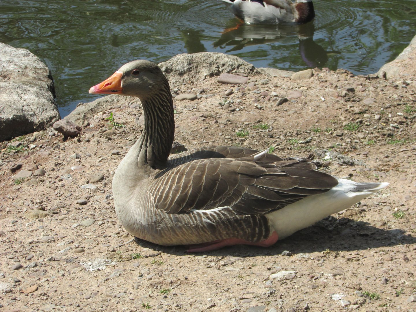 Fota Wildlife Park - Greylag goose