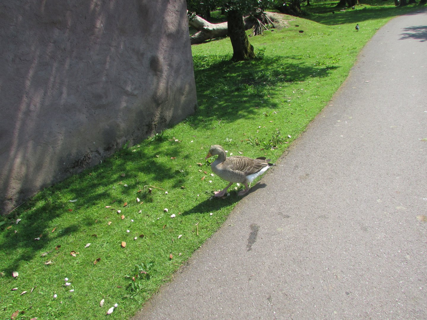 Fota Wildlife Park - Greylag, pink-footed or hybrid goose?