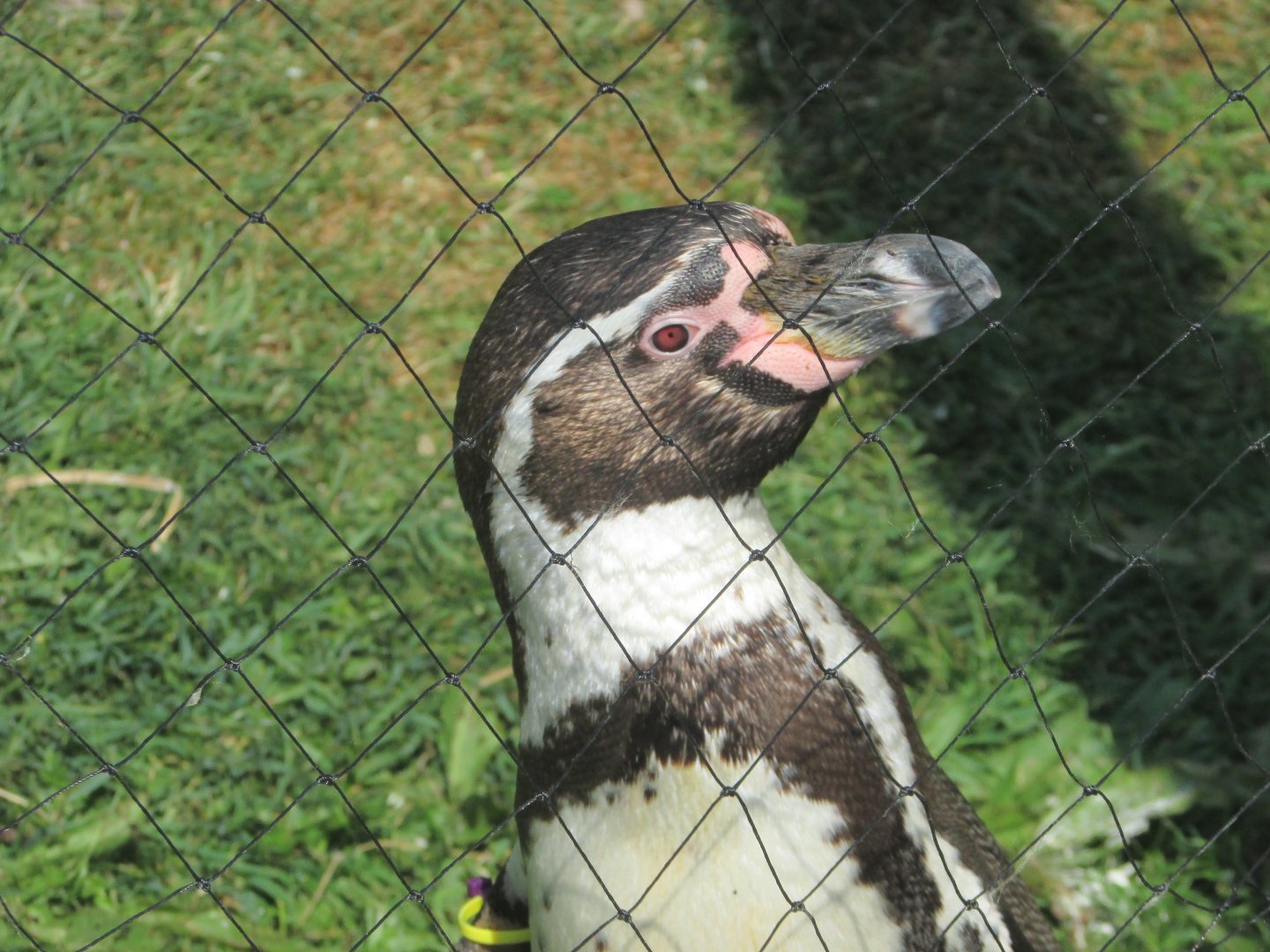 Fota Wildlife Park - Humdbolt penguin