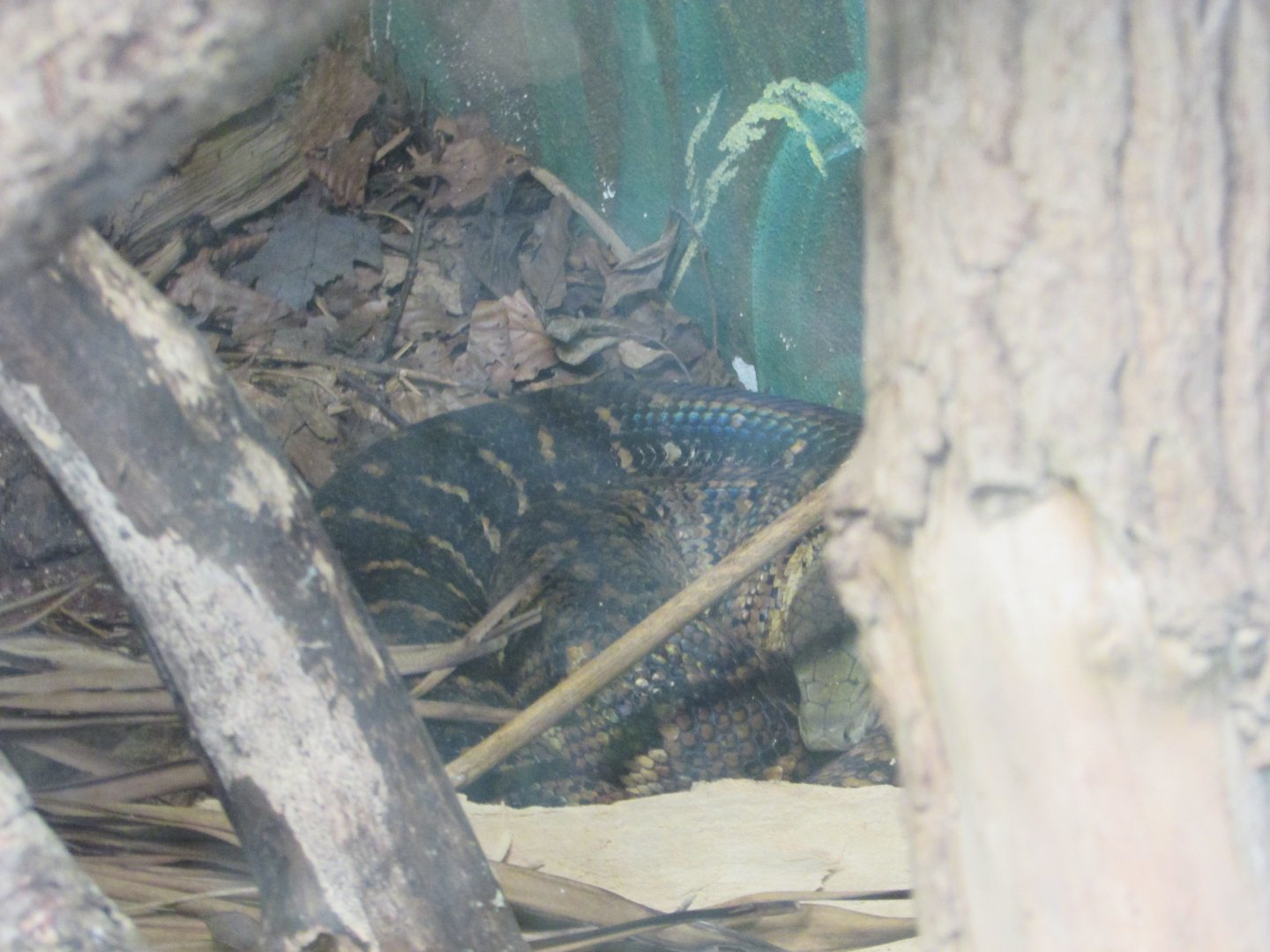 Fota Wildlife Park - Jamaican boa