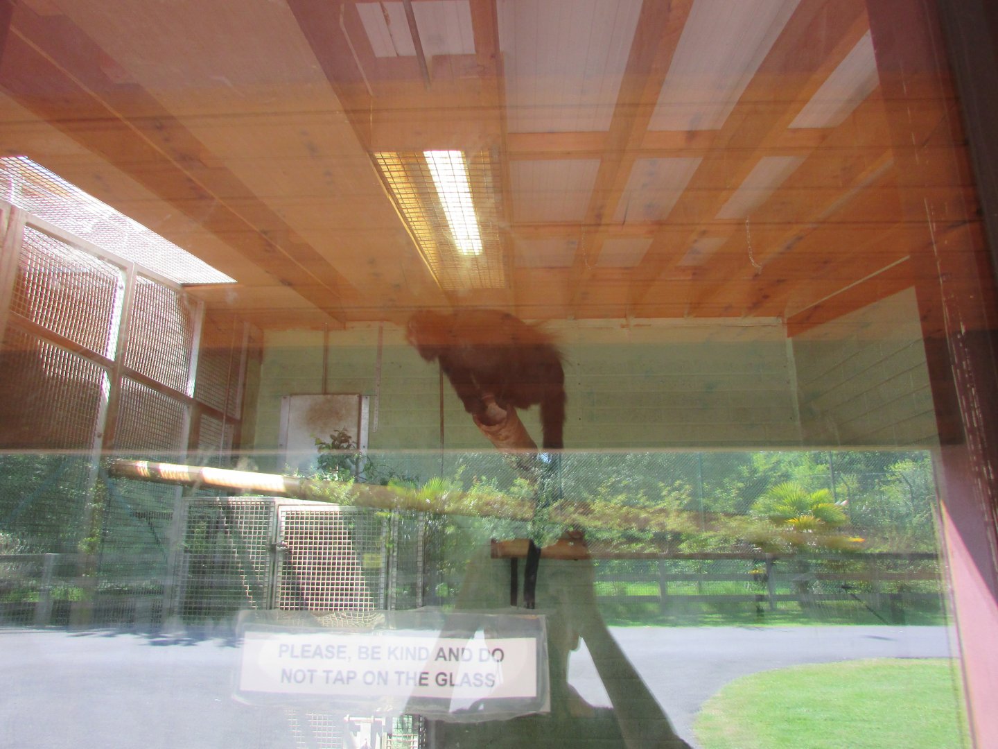 Fota Wildlife Park - Langur inside indoor quarter