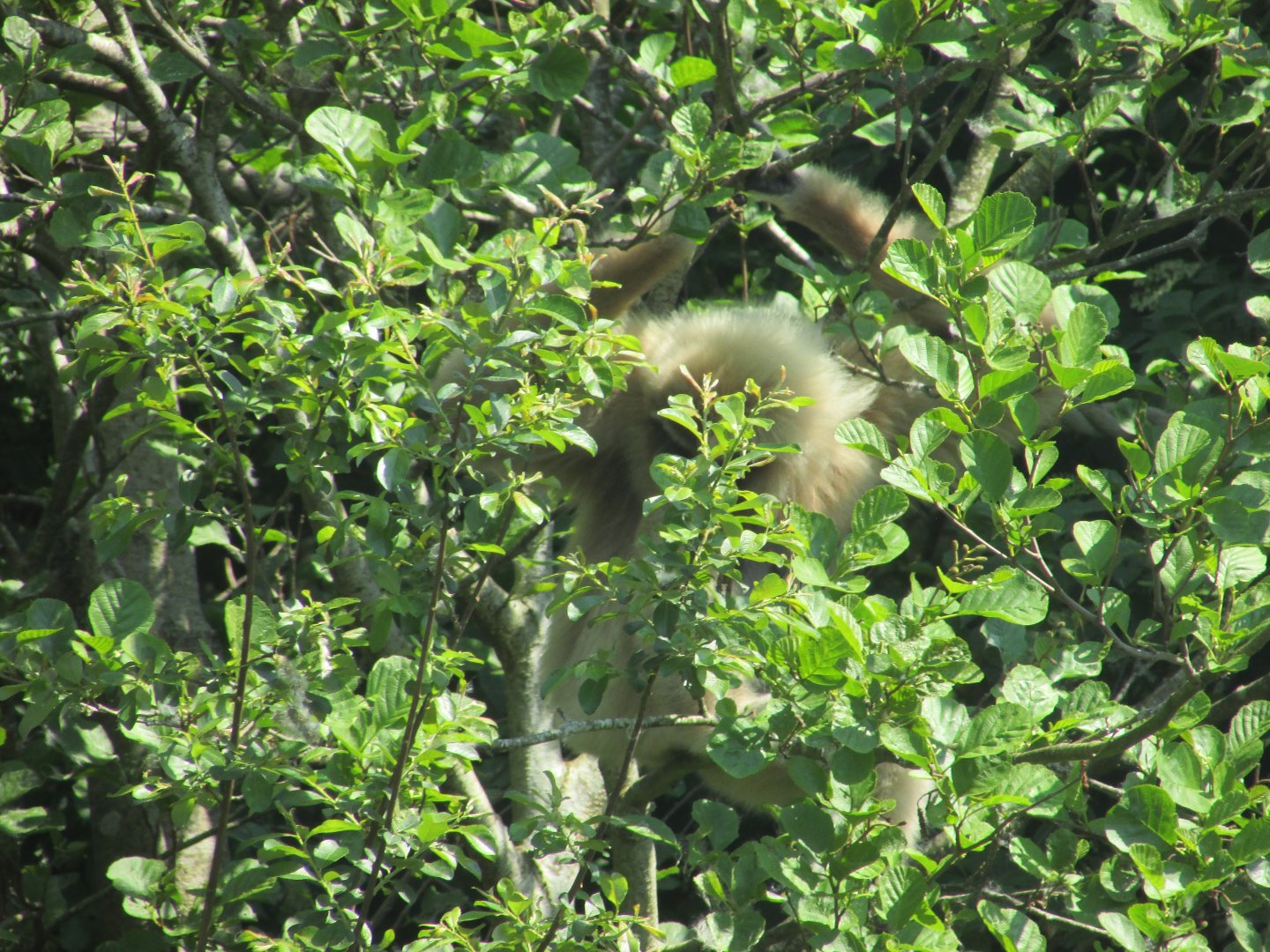 Fota Wildlife Park - Lar gibbon