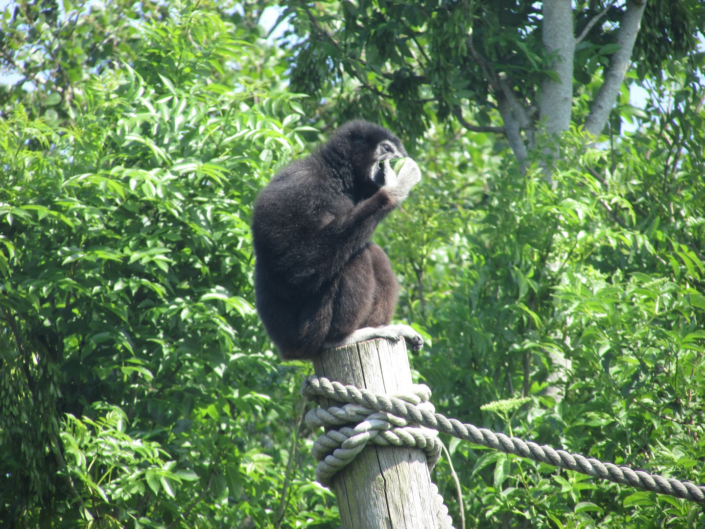 Fota Wildlife Park - Lar gibbon