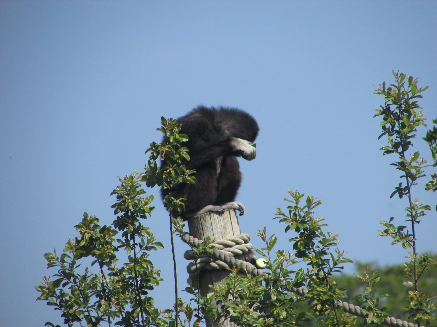 Fota Wildlife Park - Lar gibbon