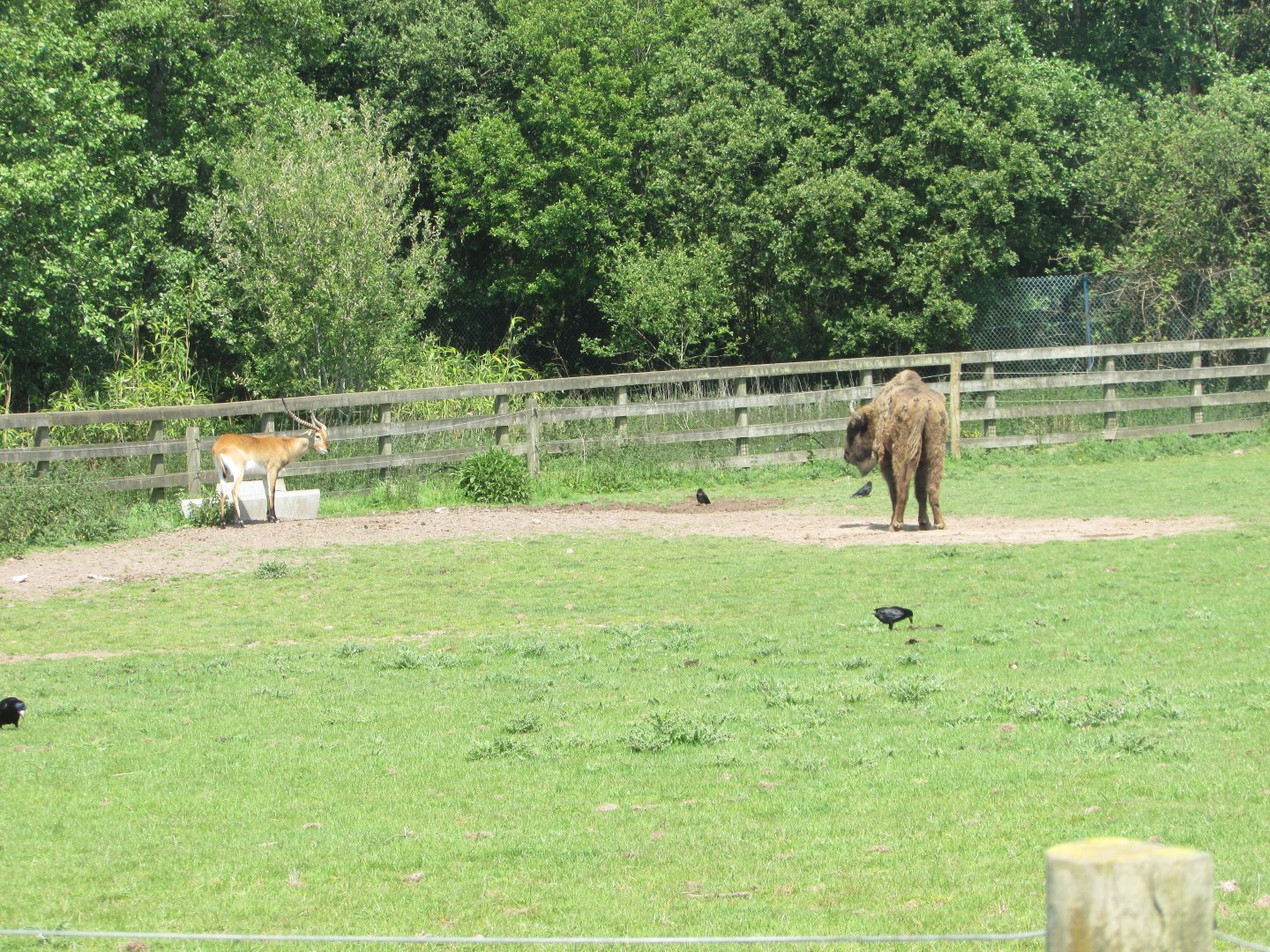 Fota Wildlife Park - Lechwe and wisent