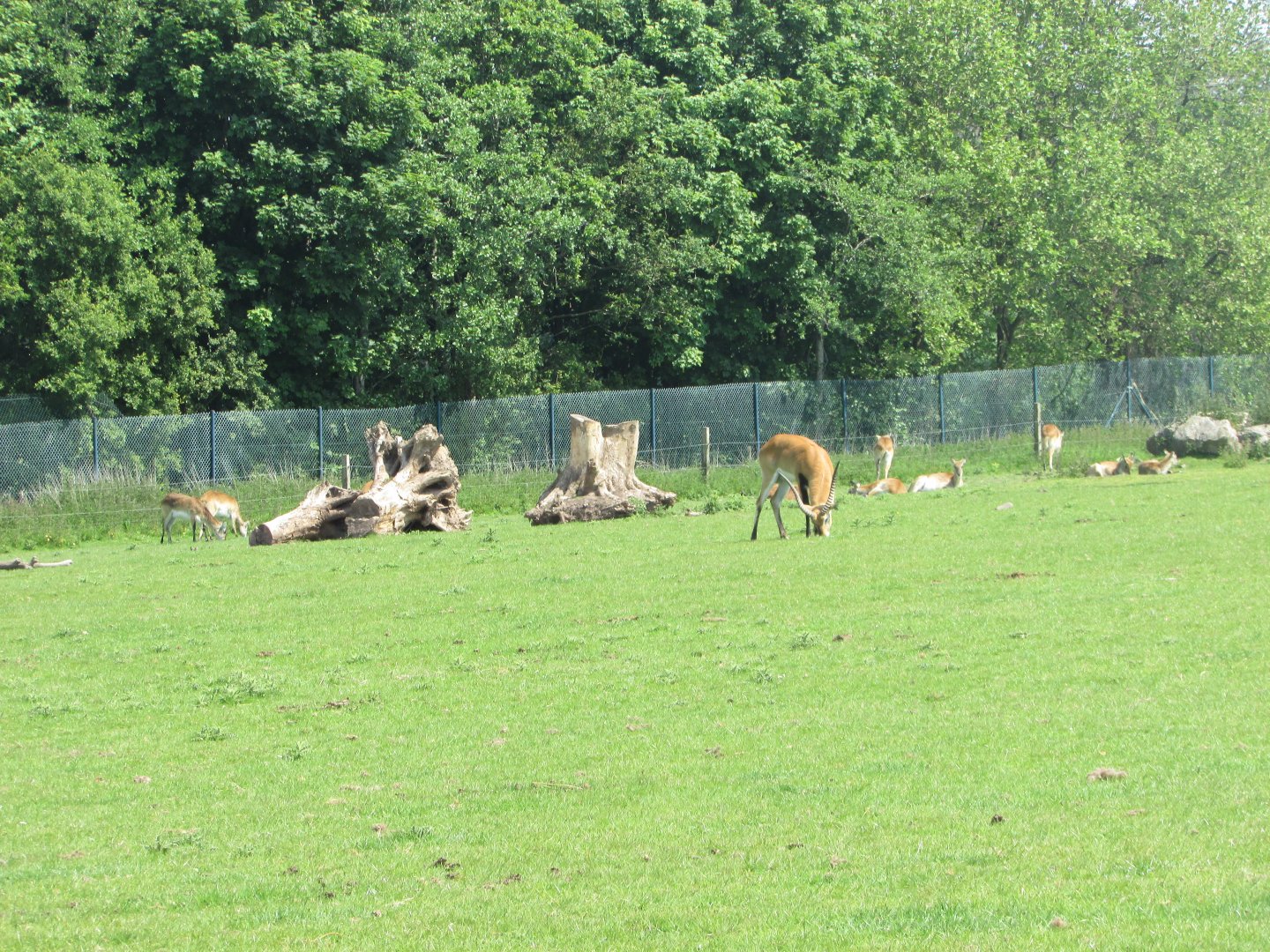 Fota Wildlife Park - Lechwe herd