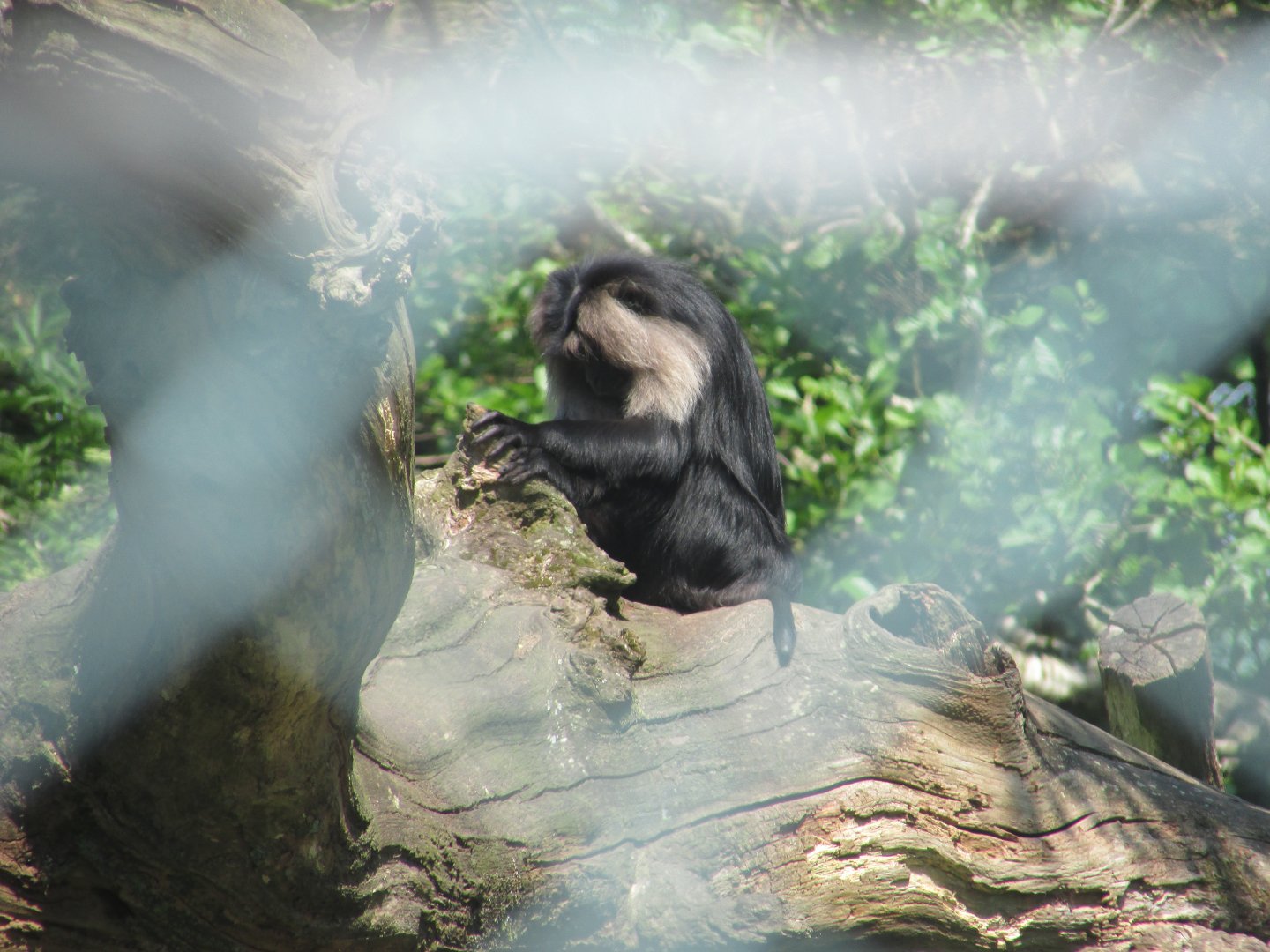 Fota Wildlife Park - Lion-tailed macaque entering the stone age