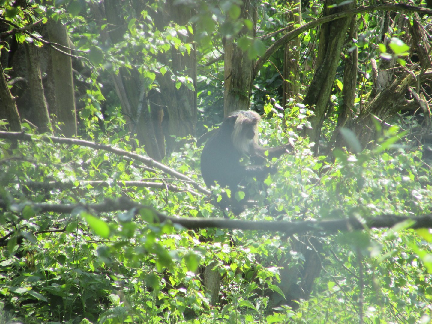 Fota Wildlife Park - Lion-tailed macaque