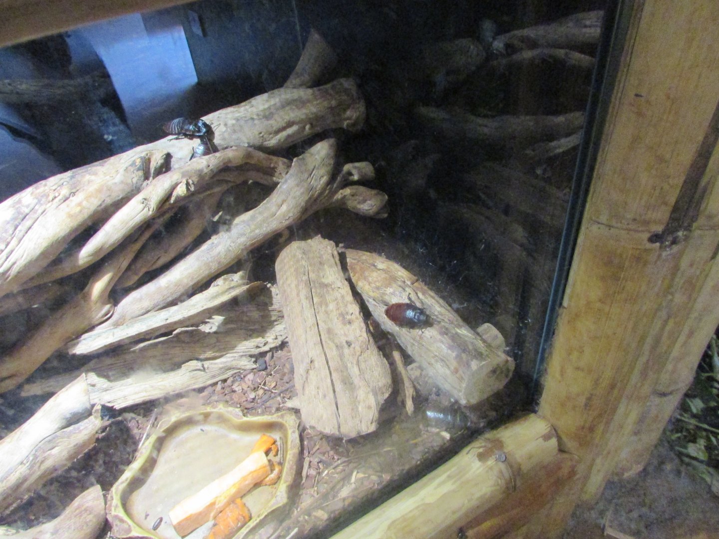 Fota Wildlife Park - Malagasy hissing cockroach