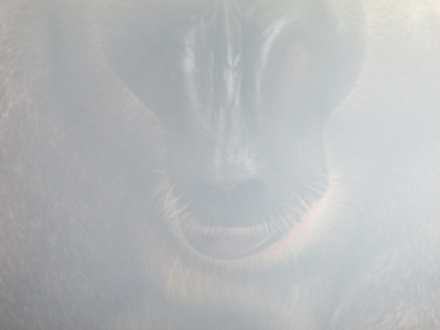 Fota Wildlife Park - Male drill