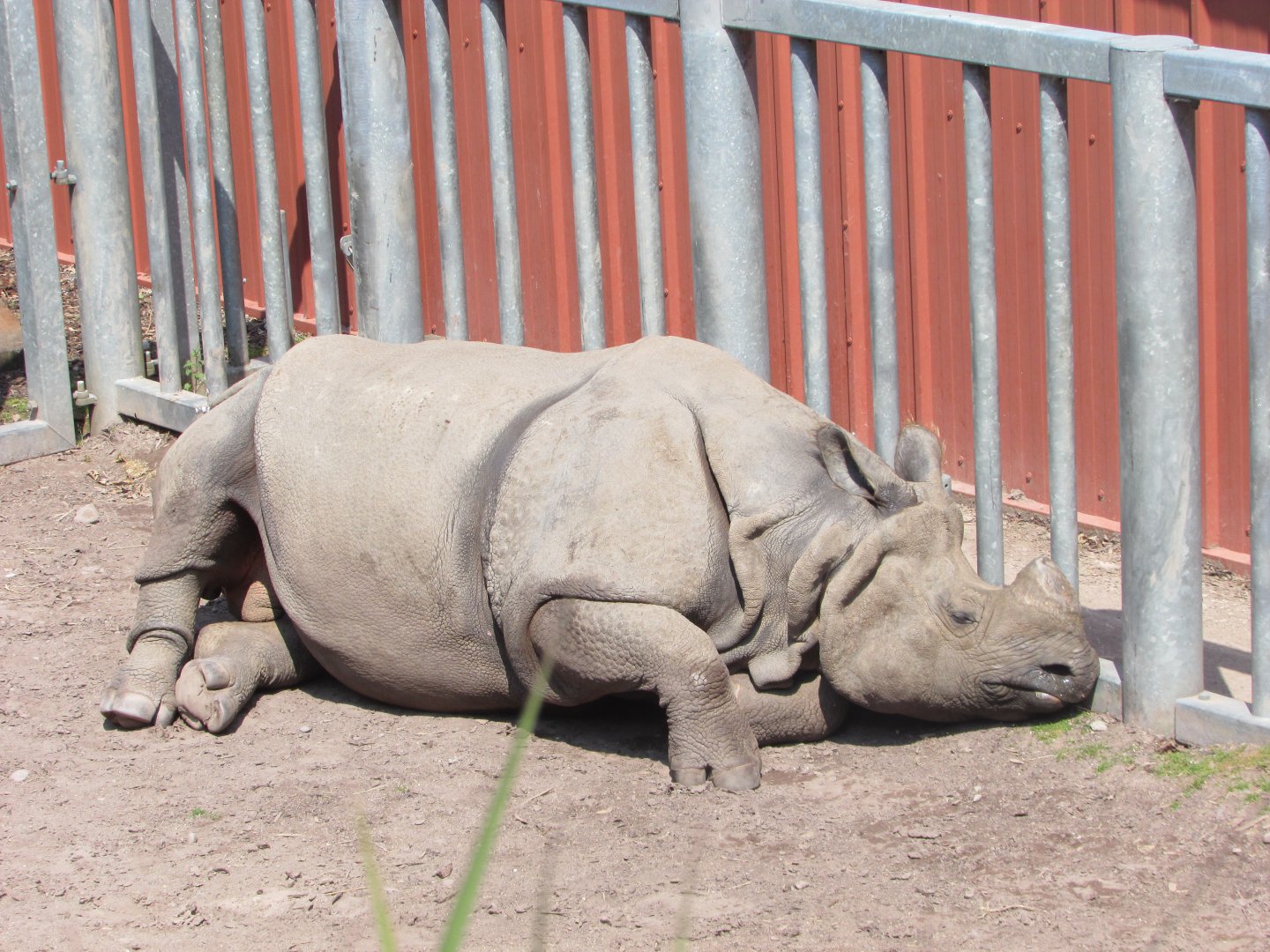 Fota Wildlife Park - Male Indian rhinoceros