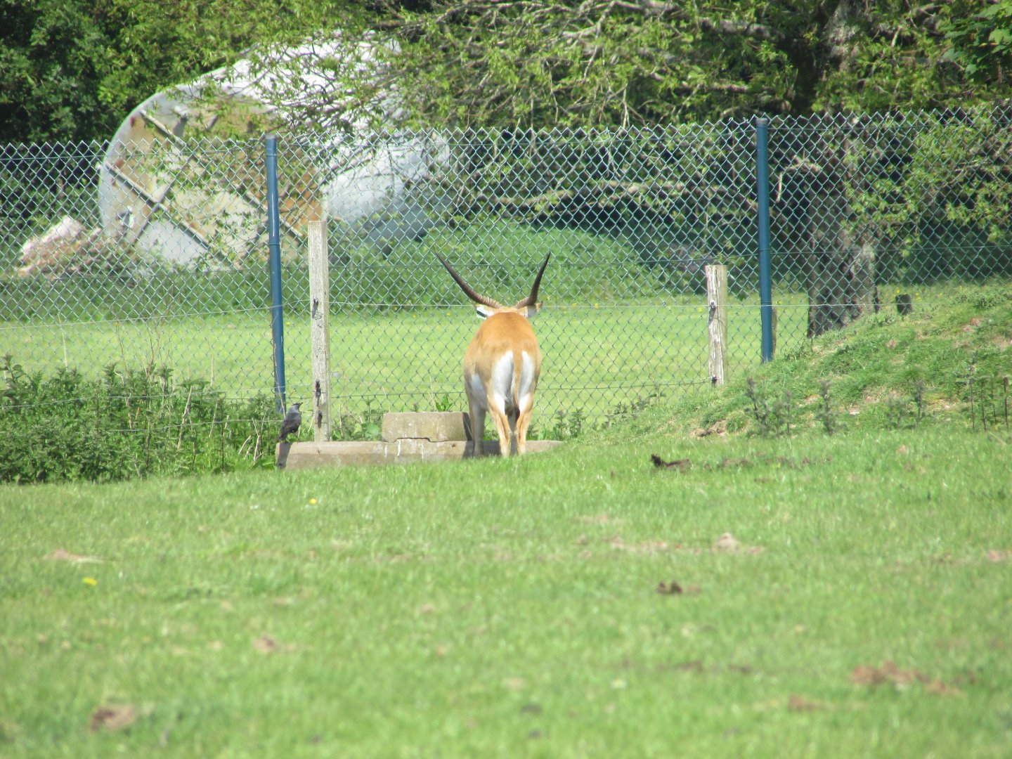Fota Wildlife Park - Male lechwe and wild jackdaw