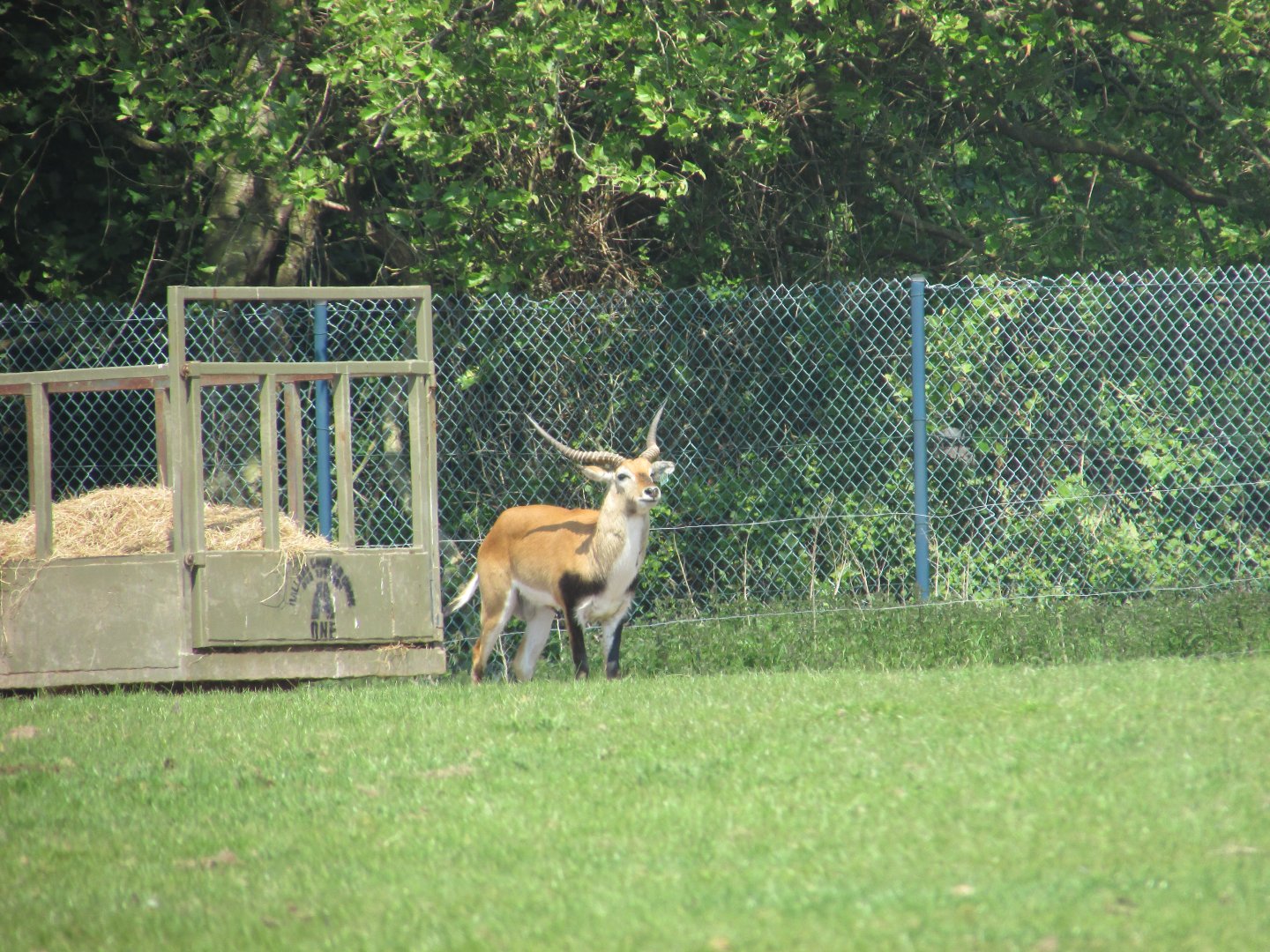 Fota Wildlife Park - Male lechwe