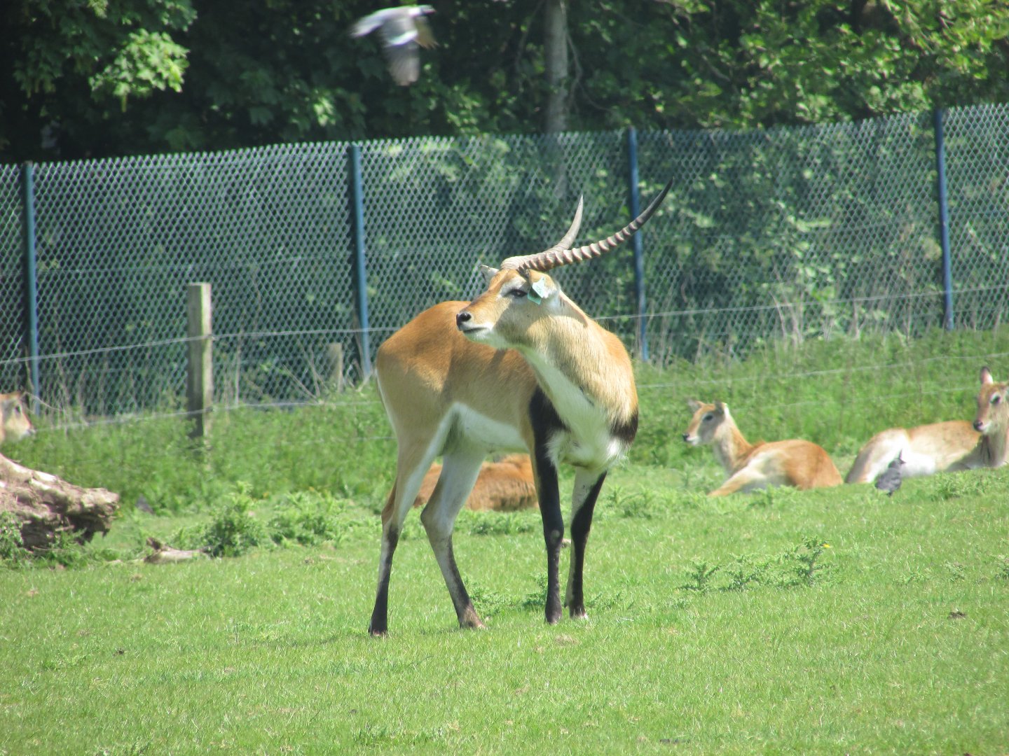 Fota Wildlife Park - Male lechwe