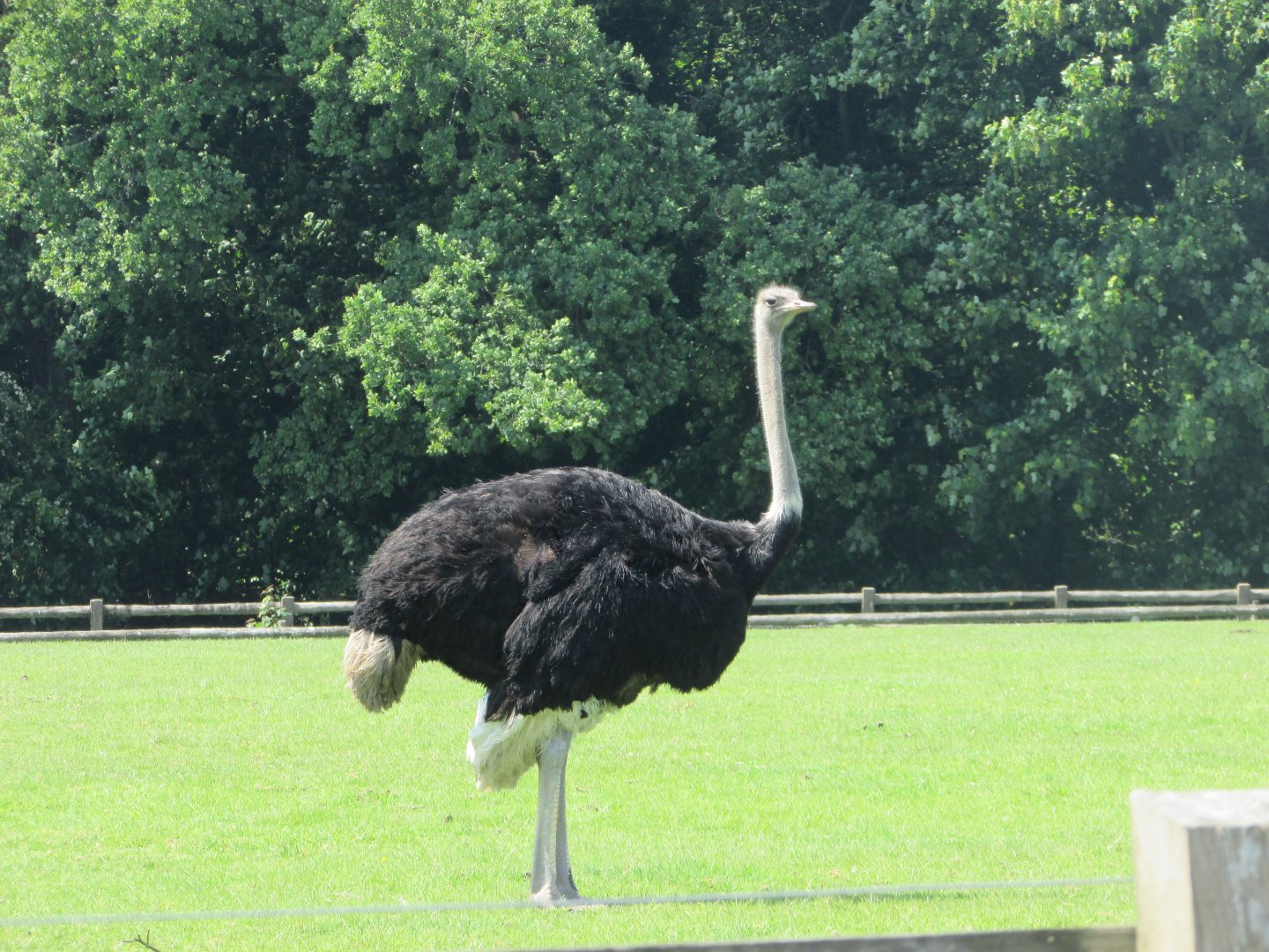 Fota Wildlife Park - Male ostrich