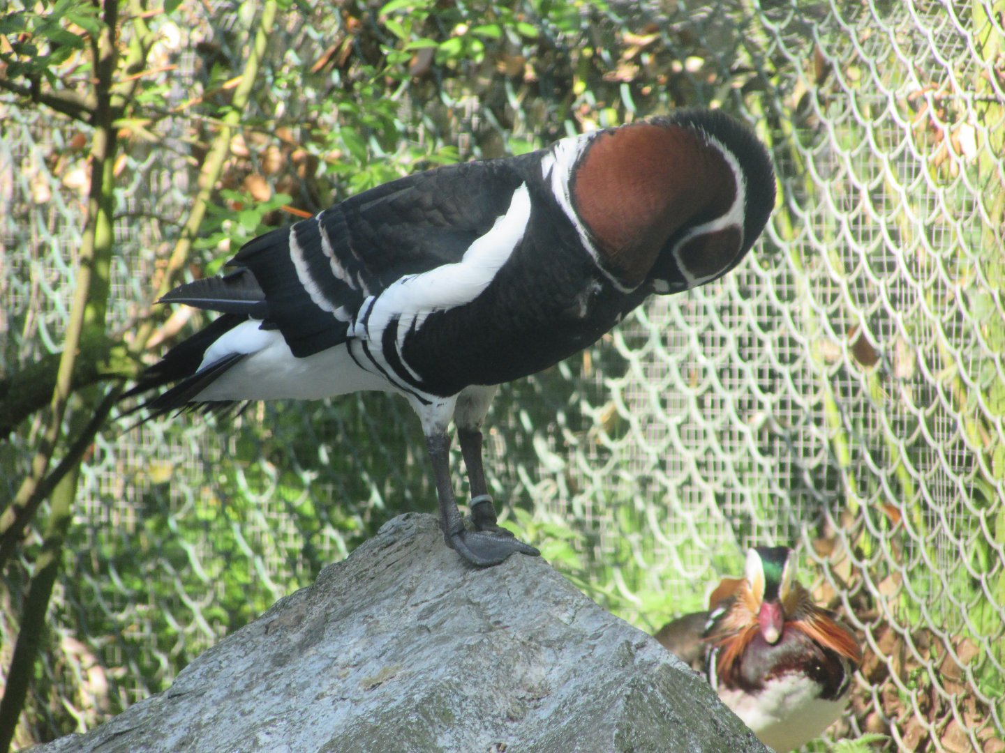 Fota Wildlife Park - Mandarin duck and red-breasted goose