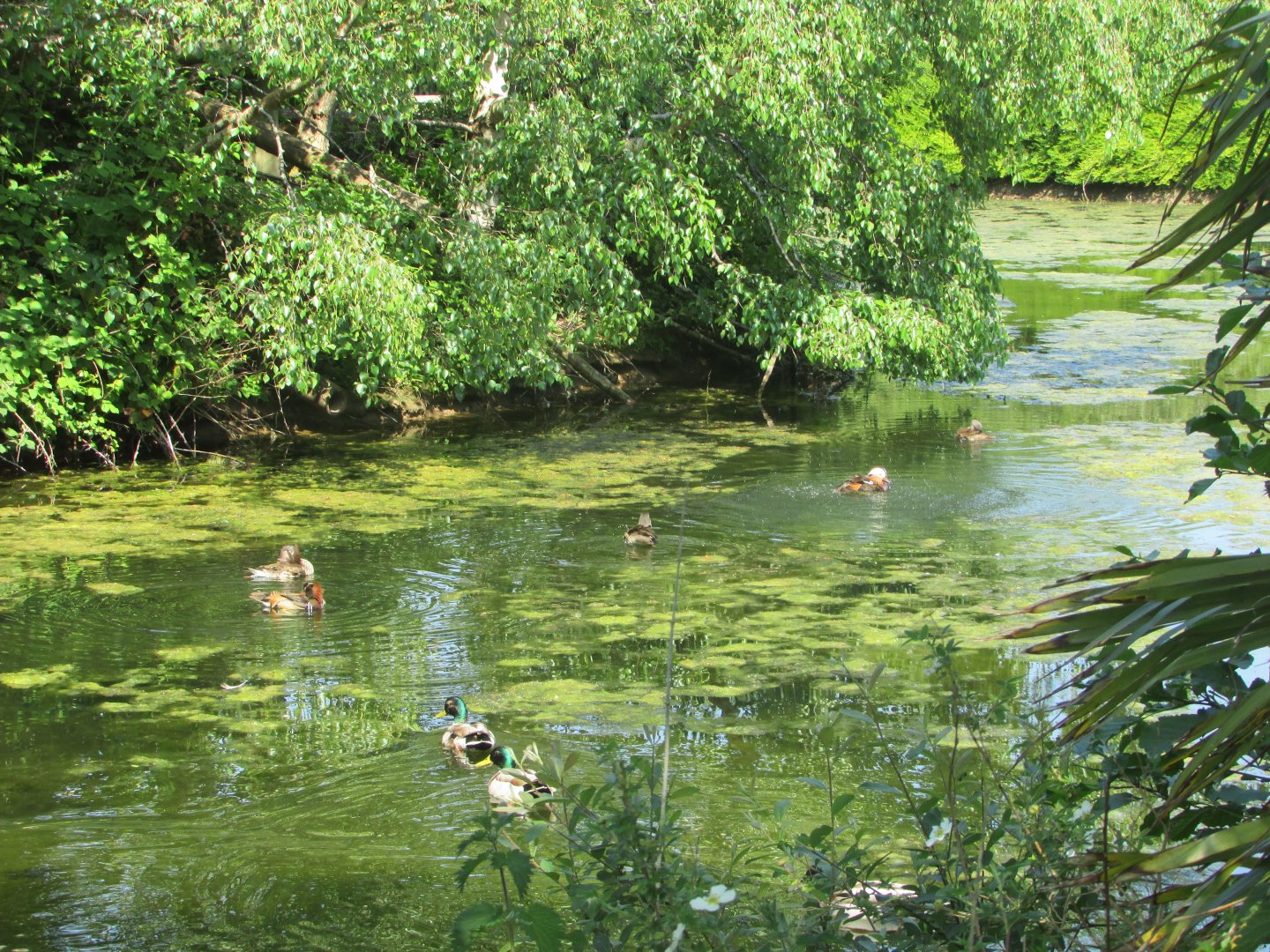 Fota Wildlife Park - Mandarin ducks and wild mallards