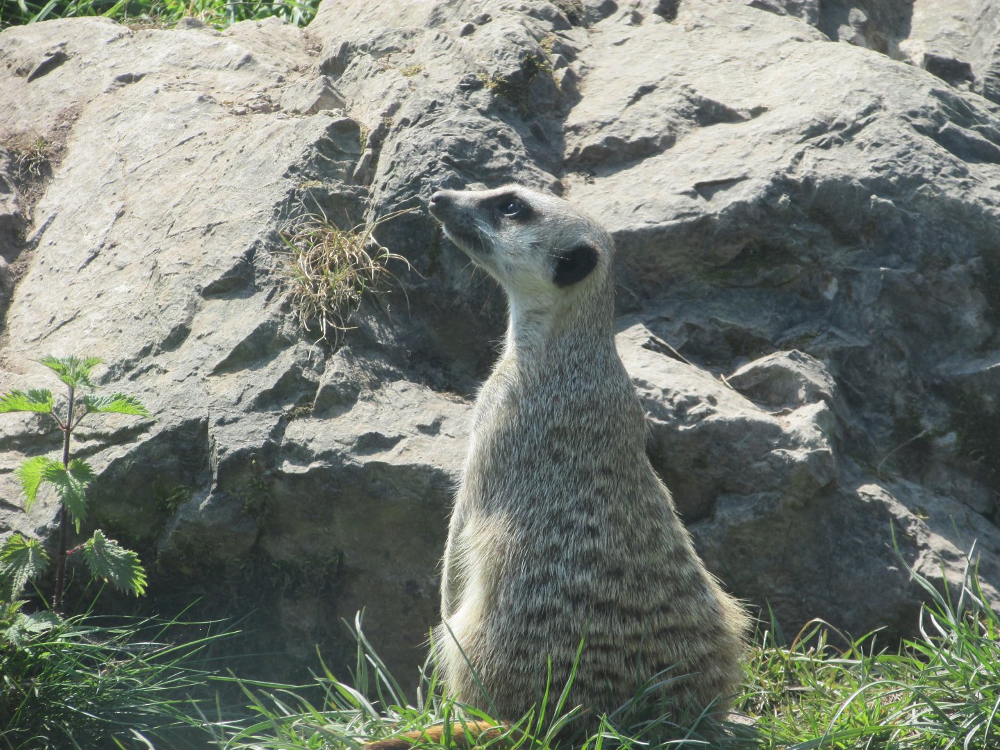 Fota Wildlife Park - Meerkat