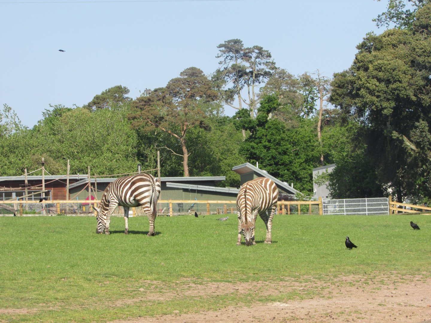 Fota Wildlife Park - More Grant's zebras