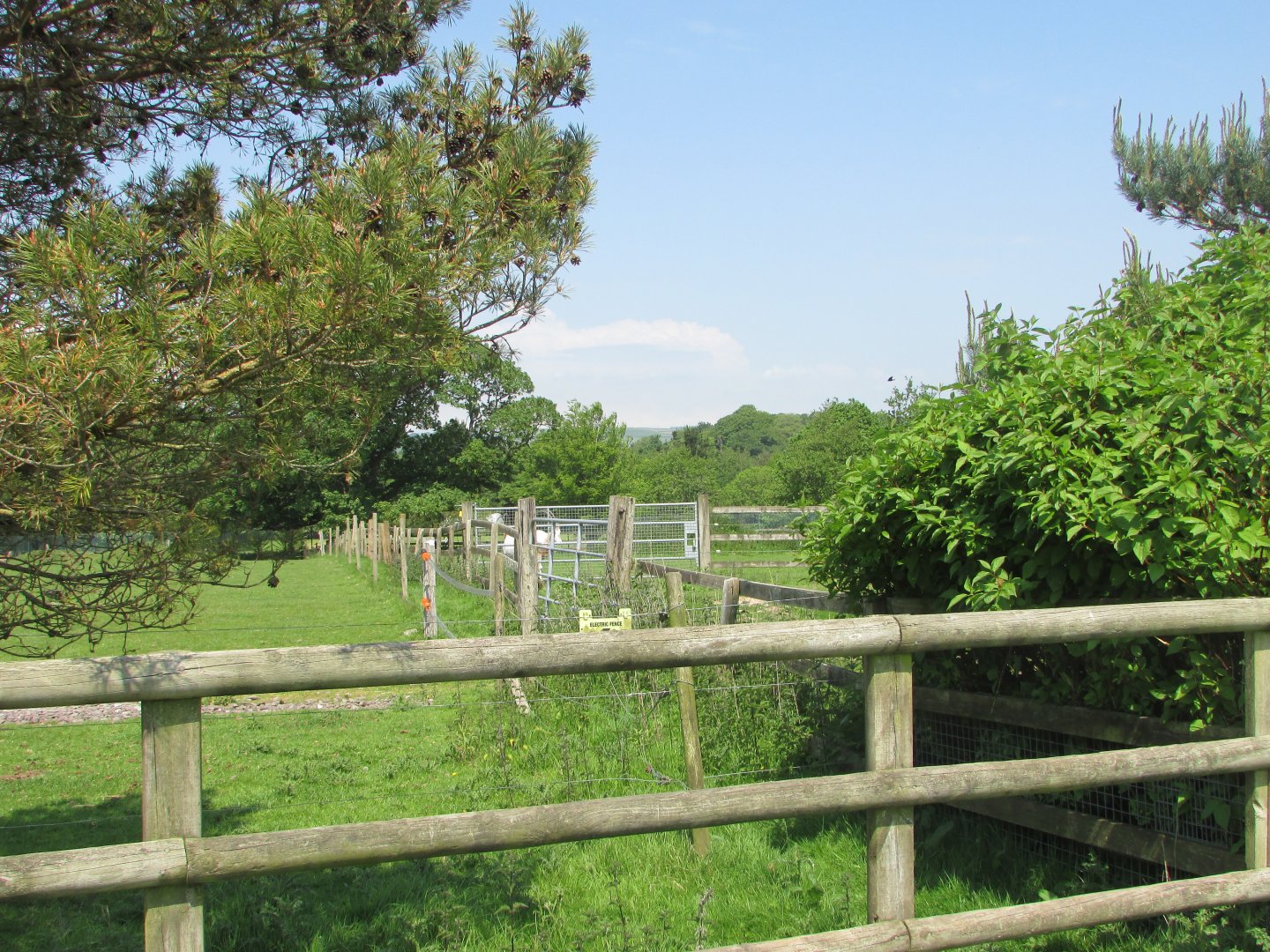 Fota Wildlife Park - "Off-display" oryx paddock