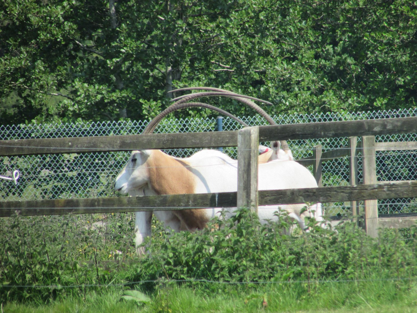 Fota Wildlife Park - "Off-display" oryx
