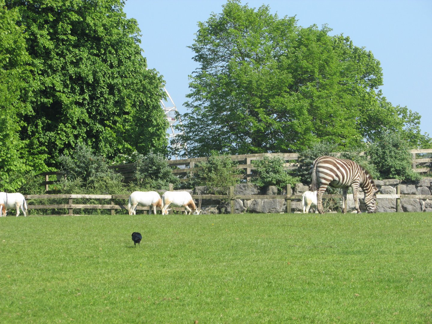 Fota Wildlife Park - Opposite view of the African savanna