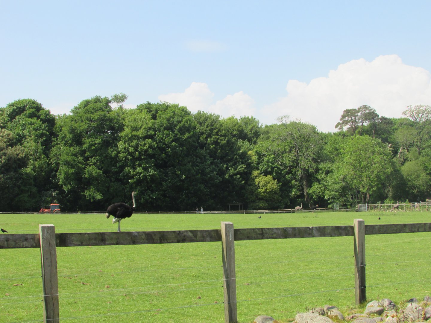 Fota Wildlife Park - Ostrich