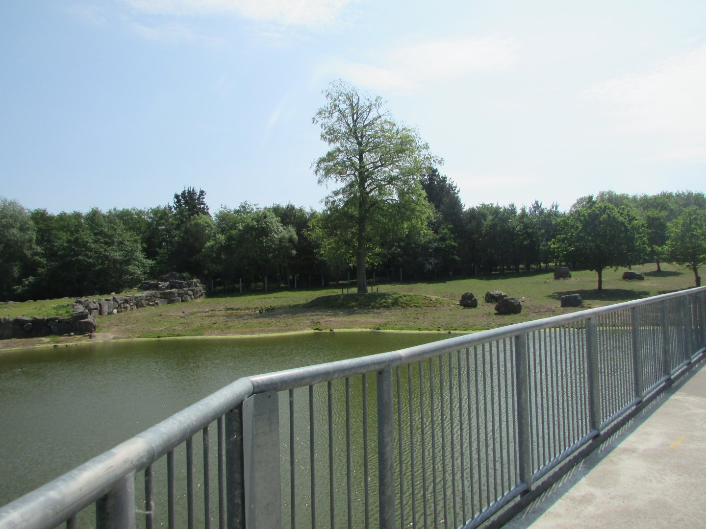 Fota Wildlife Park - Part of the Indian rhinoceros exhibit