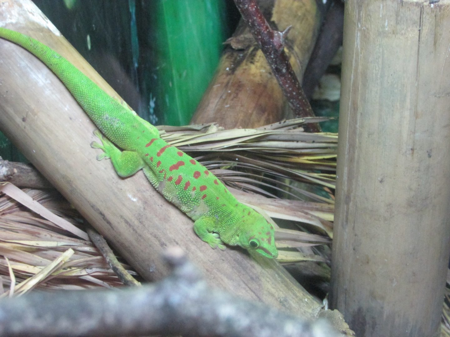 Fota Wildlife Park - Phelsuma madagascariensis