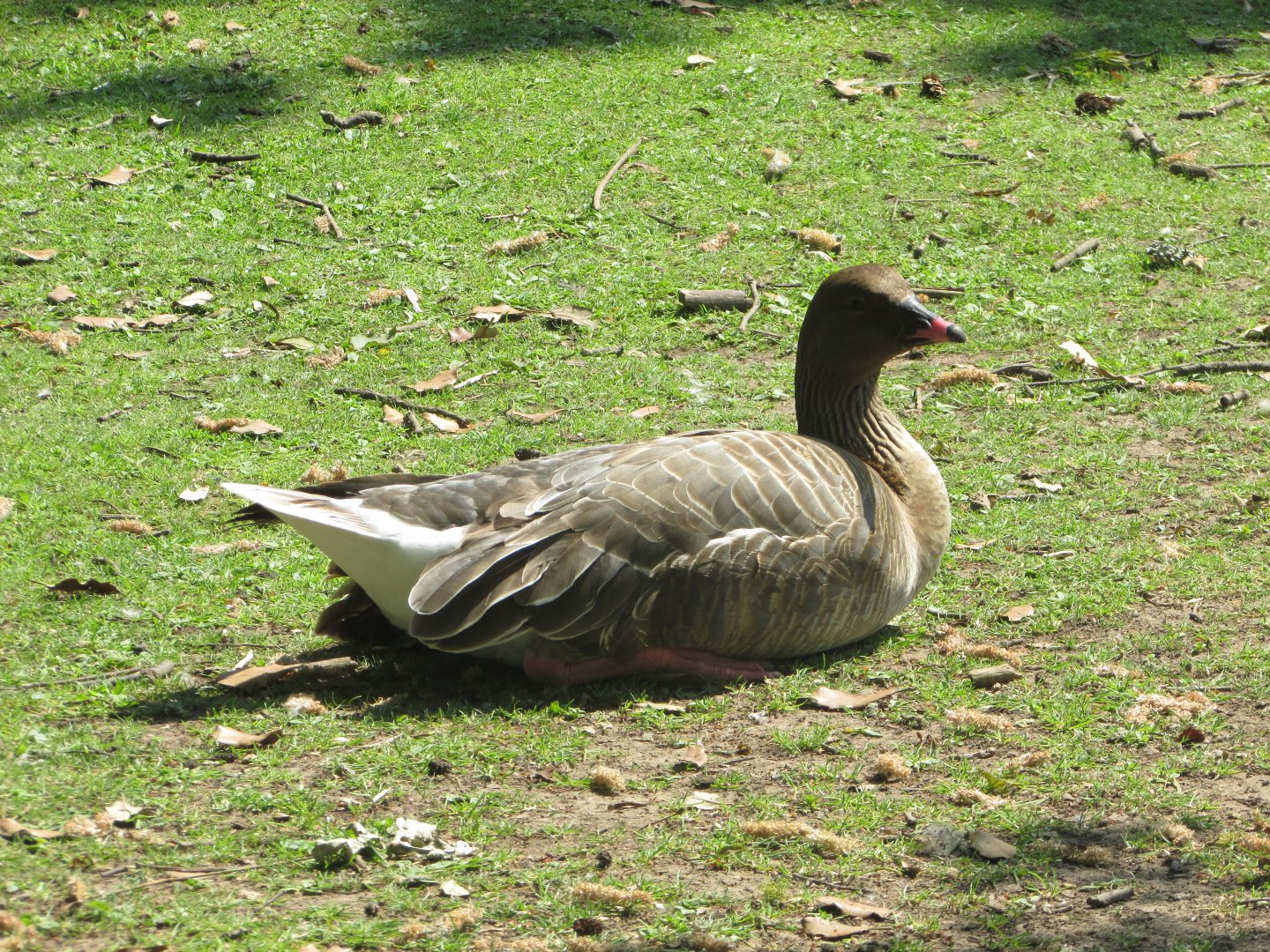 Fota Wildlife Park - Pink-footed goose?
