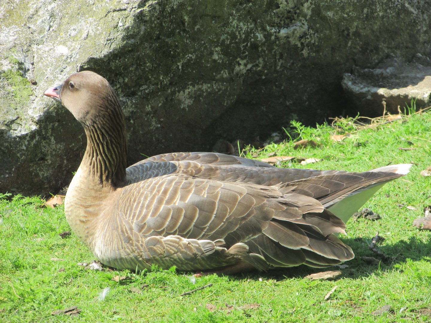 Fota Wildlife Park - Pink-footed goose?